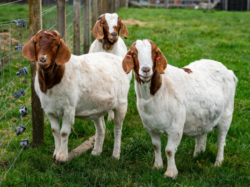 Image of a woven wire fence enclosing goats.