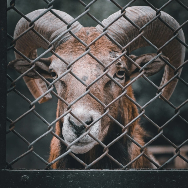 Image representing a wildlife barrier fence in Arizona.