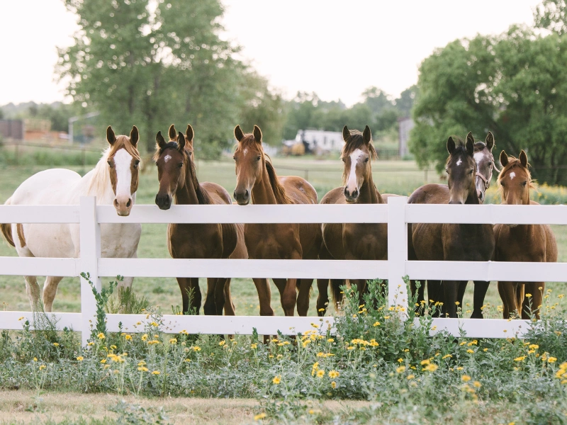 Image representing an attractive horse property with vinyl fencing.