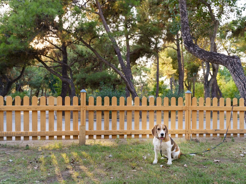 A custom backyard dog run in Phoenix, Arizona.