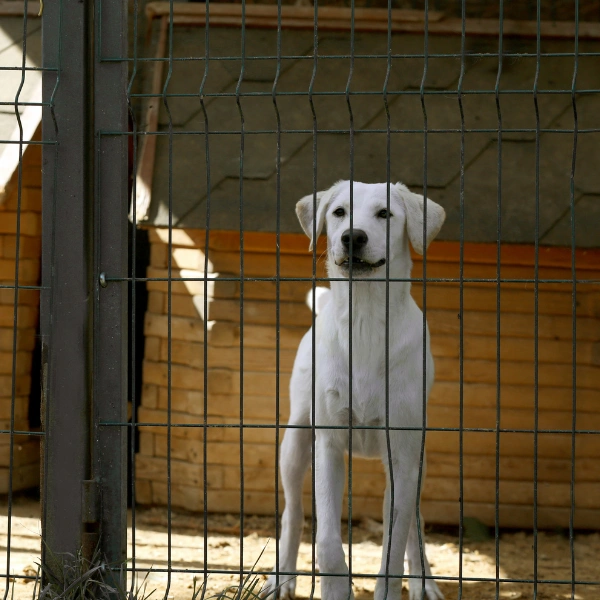 A powder-coated aluminum dog fence in Phoenix.