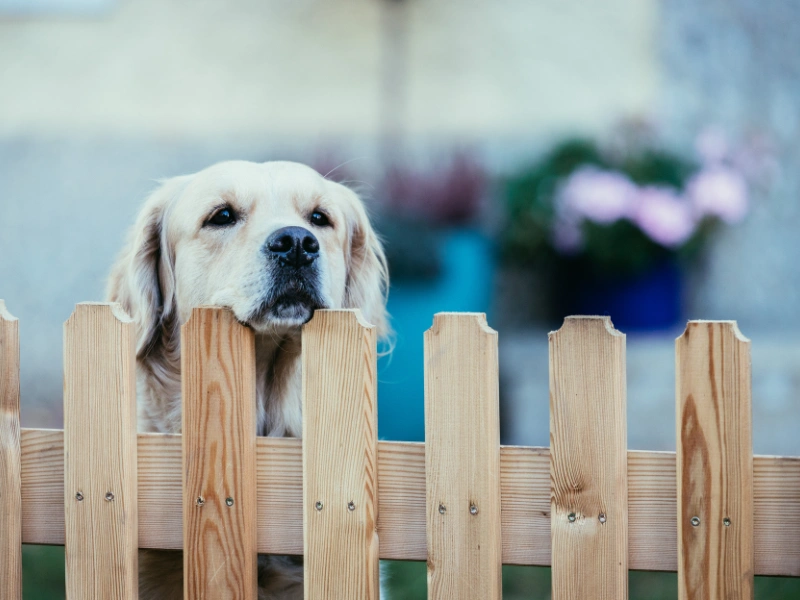 A safe backyard dog fencing solution in Phoenix, Arizona.