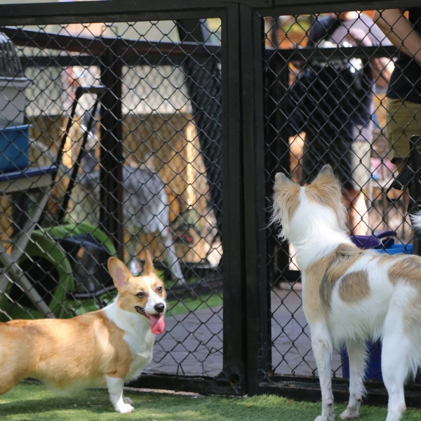 A vinyl dog fence installed in Arizona.