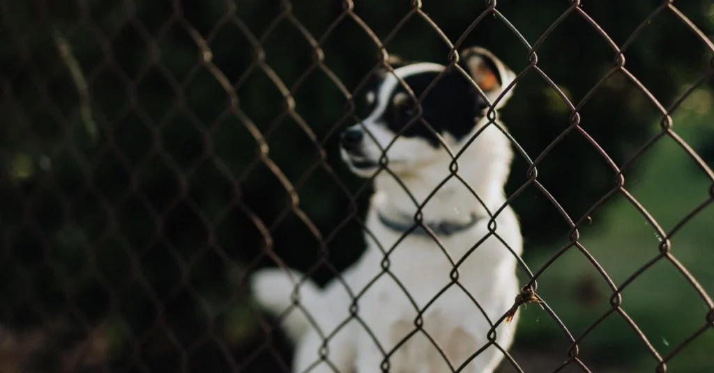 Custom dog fencing installed in Phoenix, Arizona.